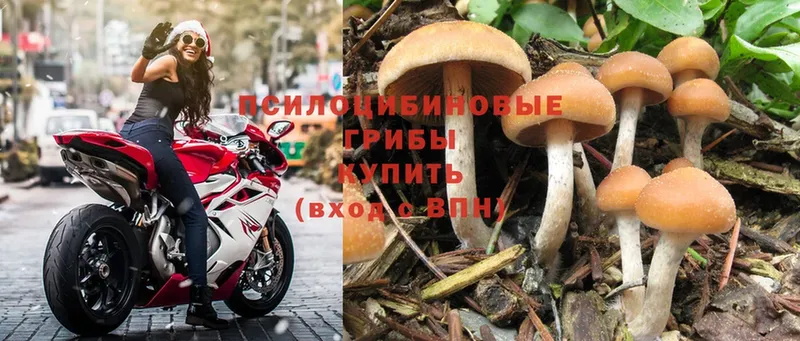 Псилоцибиновые грибы Psilocybe  Ревда 